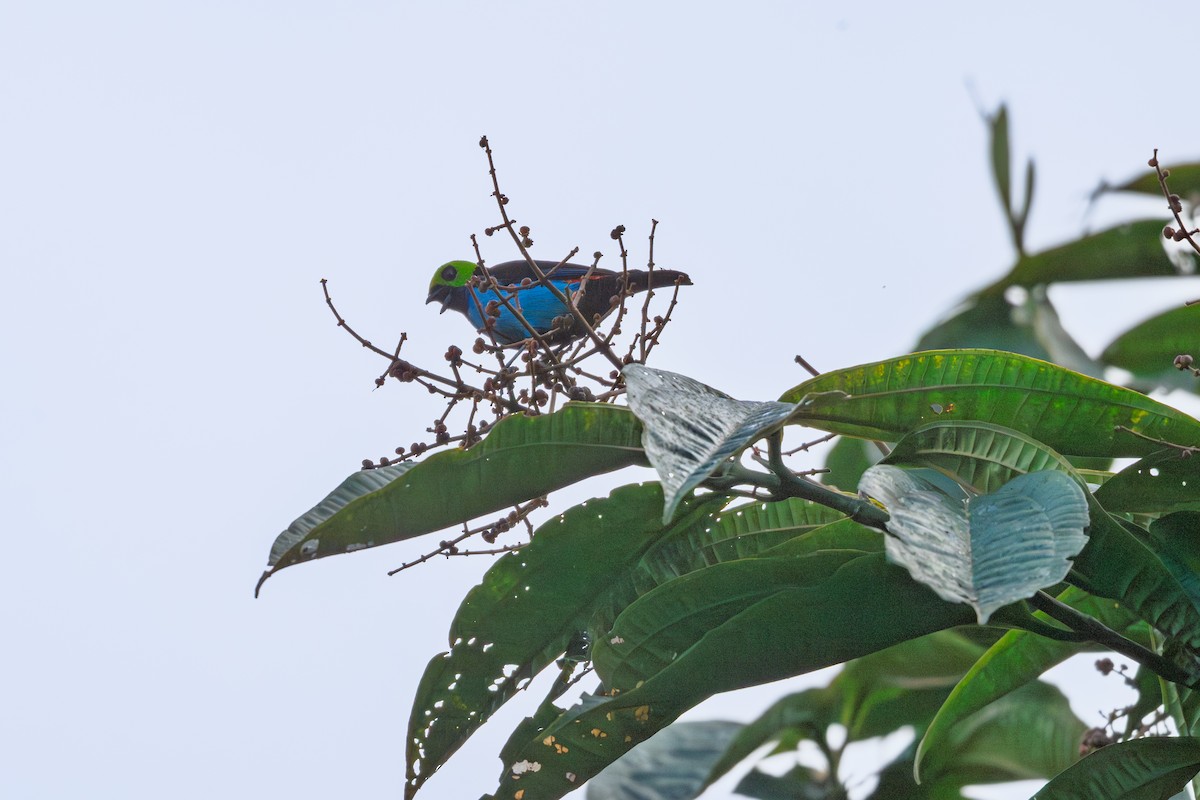 Paradise Tanager - ML641853989
