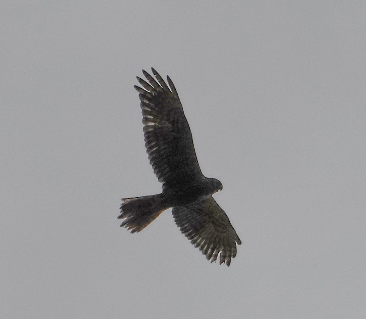 Eastern Marsh Harrier - ML641853992