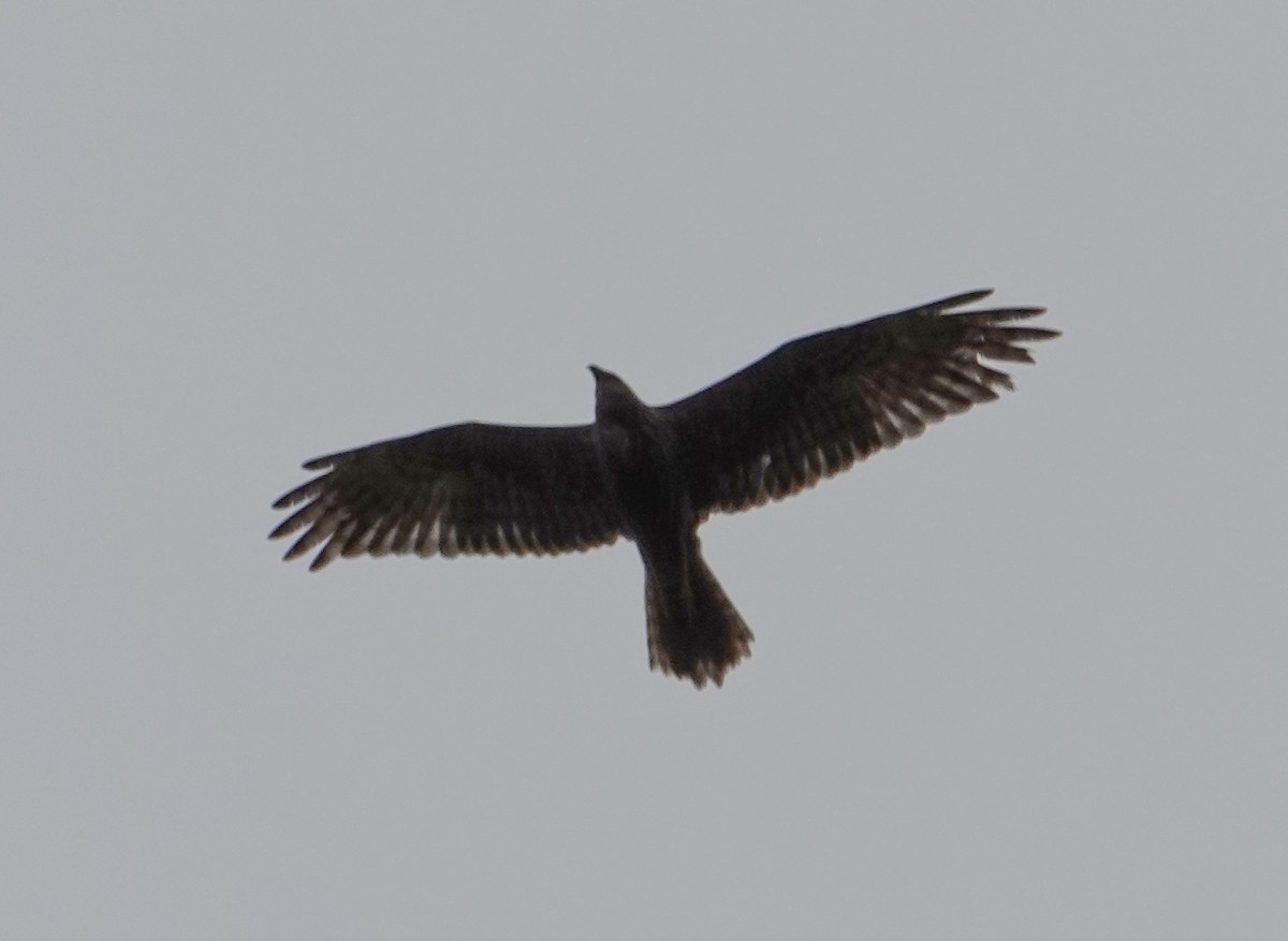 Eastern Marsh Harrier - ML641853993