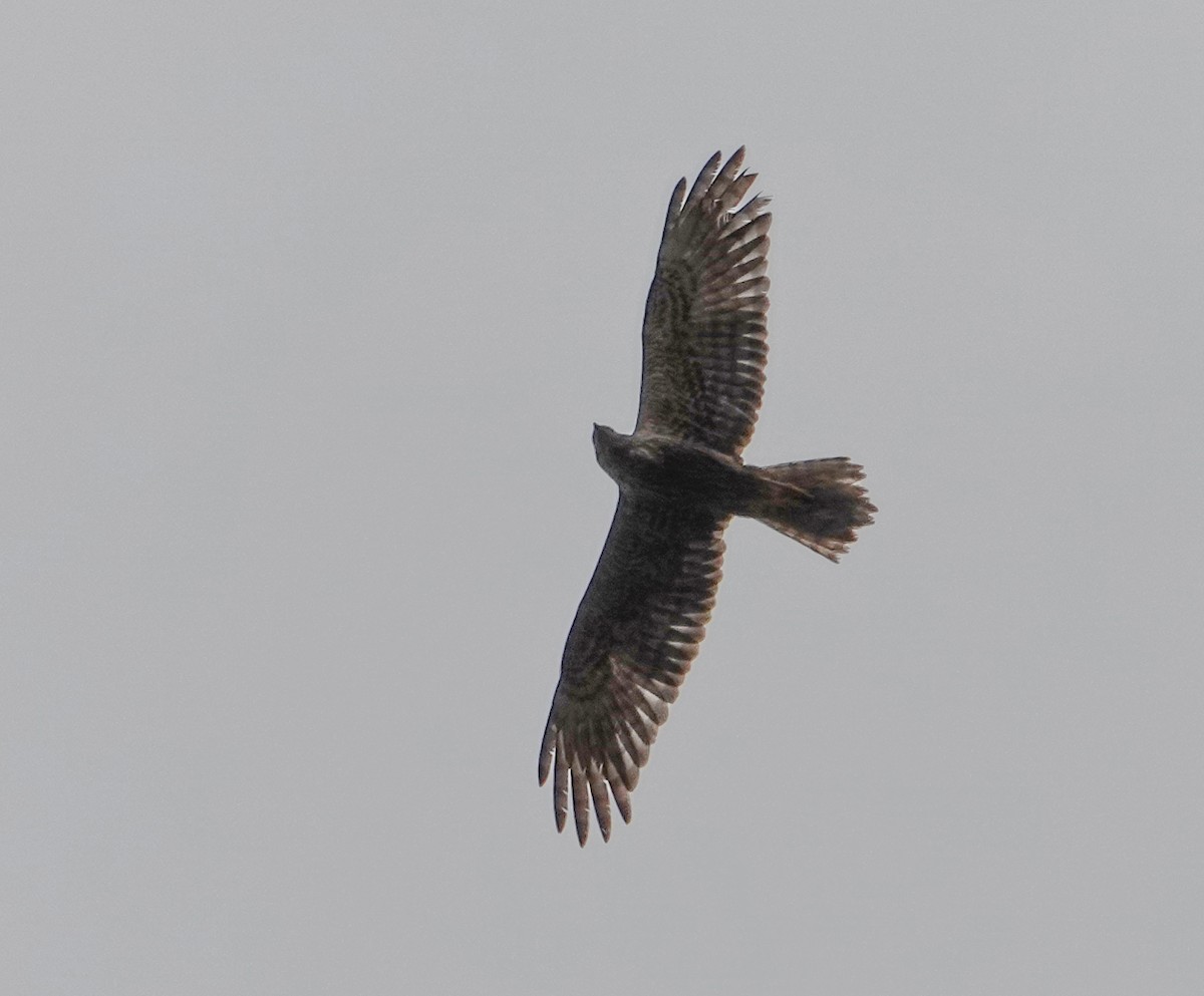 Eastern Marsh Harrier - ML641853994