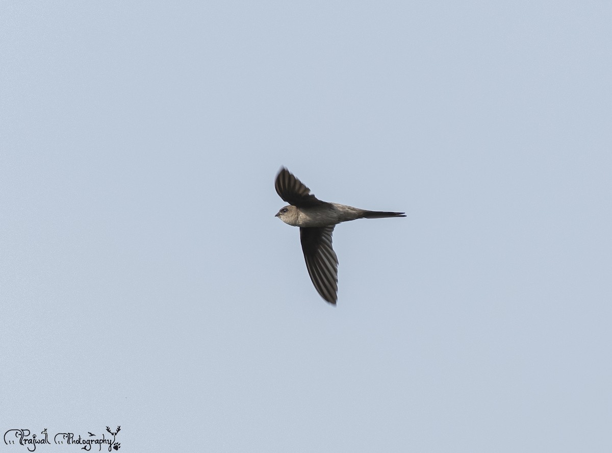 Asian Palm Swift - ML641853996