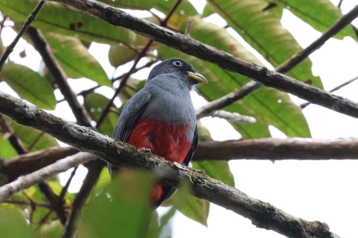 Blue-tailed Trogon - ML641854030