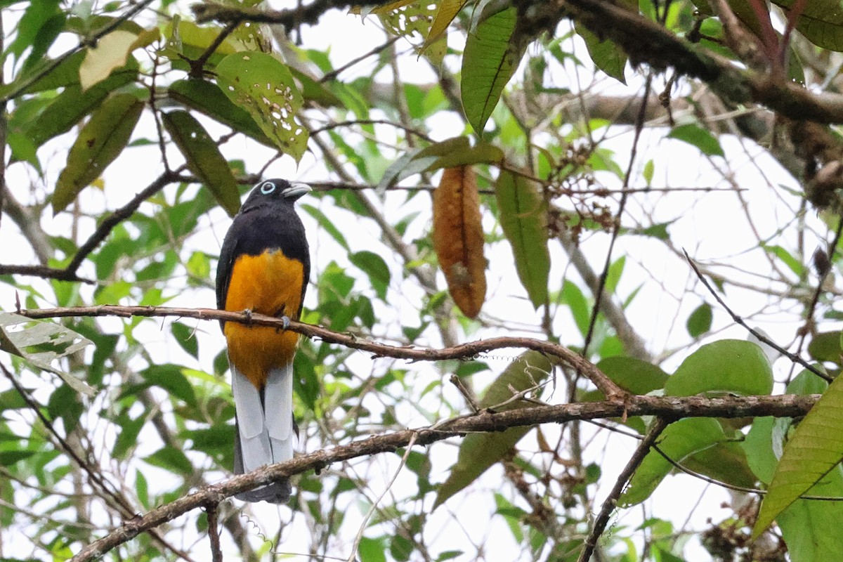 White-tailed Trogon - ML641854048