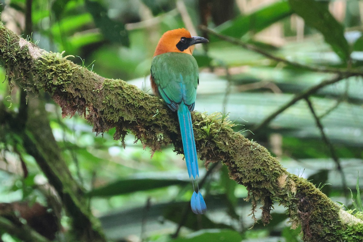 Rufous Motmot - ML641854058