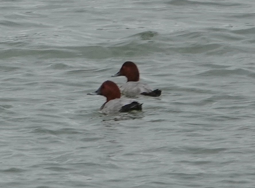 Common Pochard - ML641854063