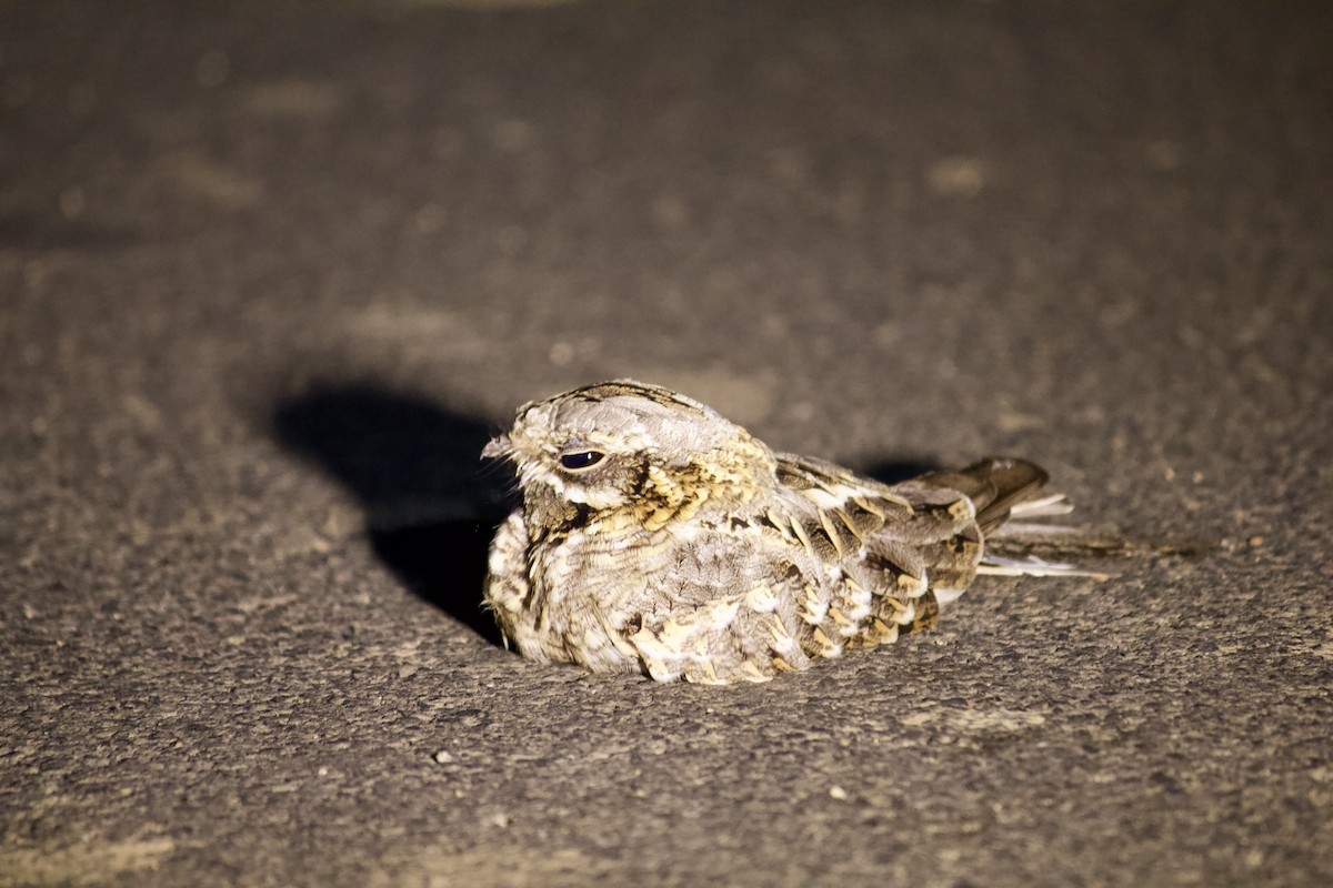 Indian Nightjar - ML641854064