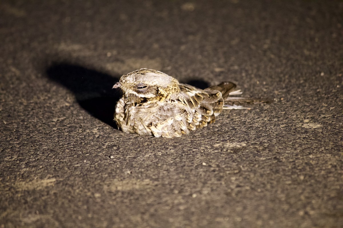 Indian Nightjar - ML641854065