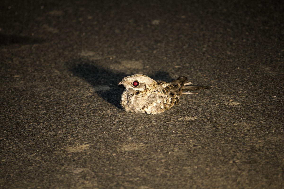 Indian Nightjar - ML641854066