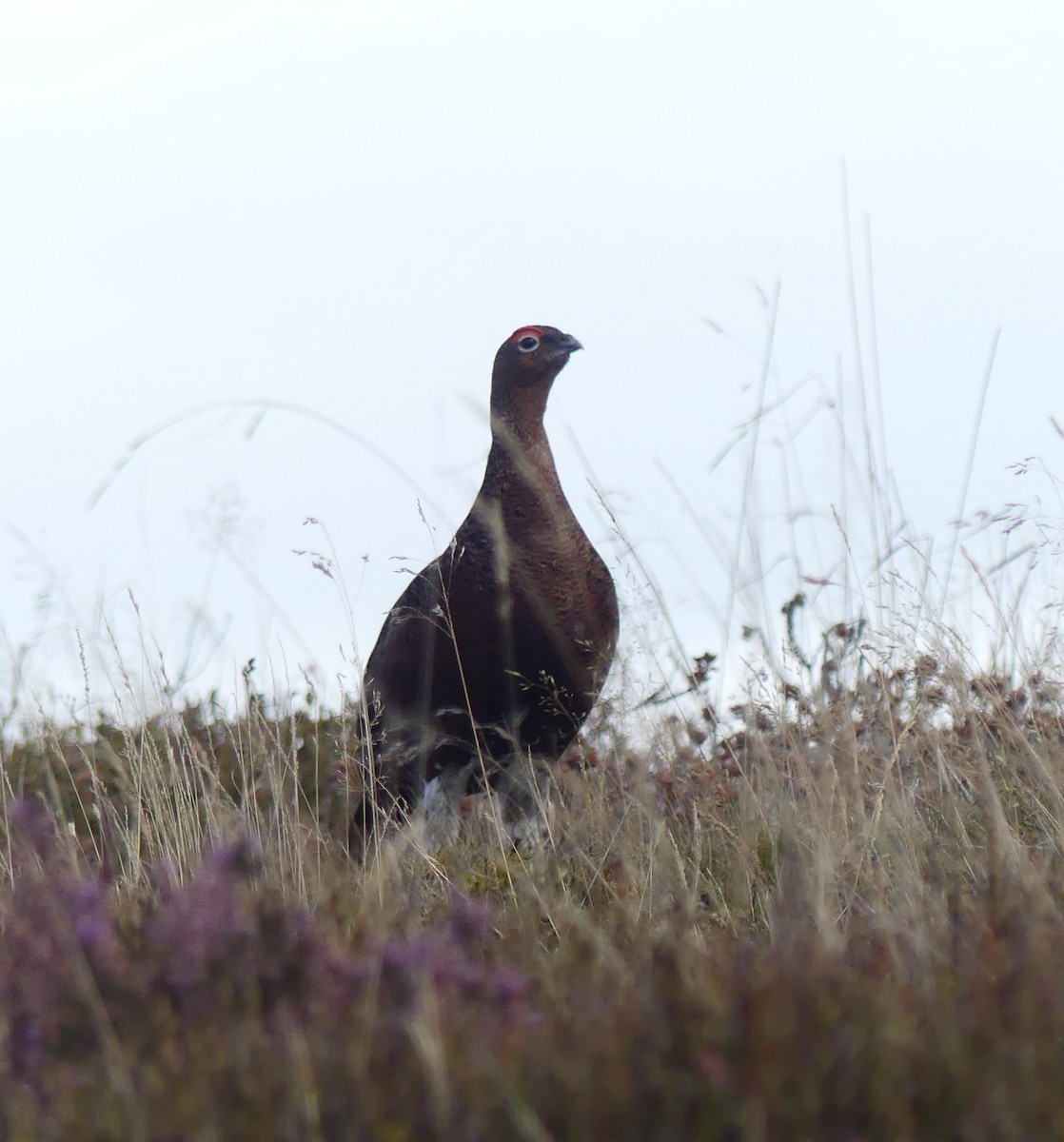Willow Ptarmigan (Red Grouse) - ML641854083