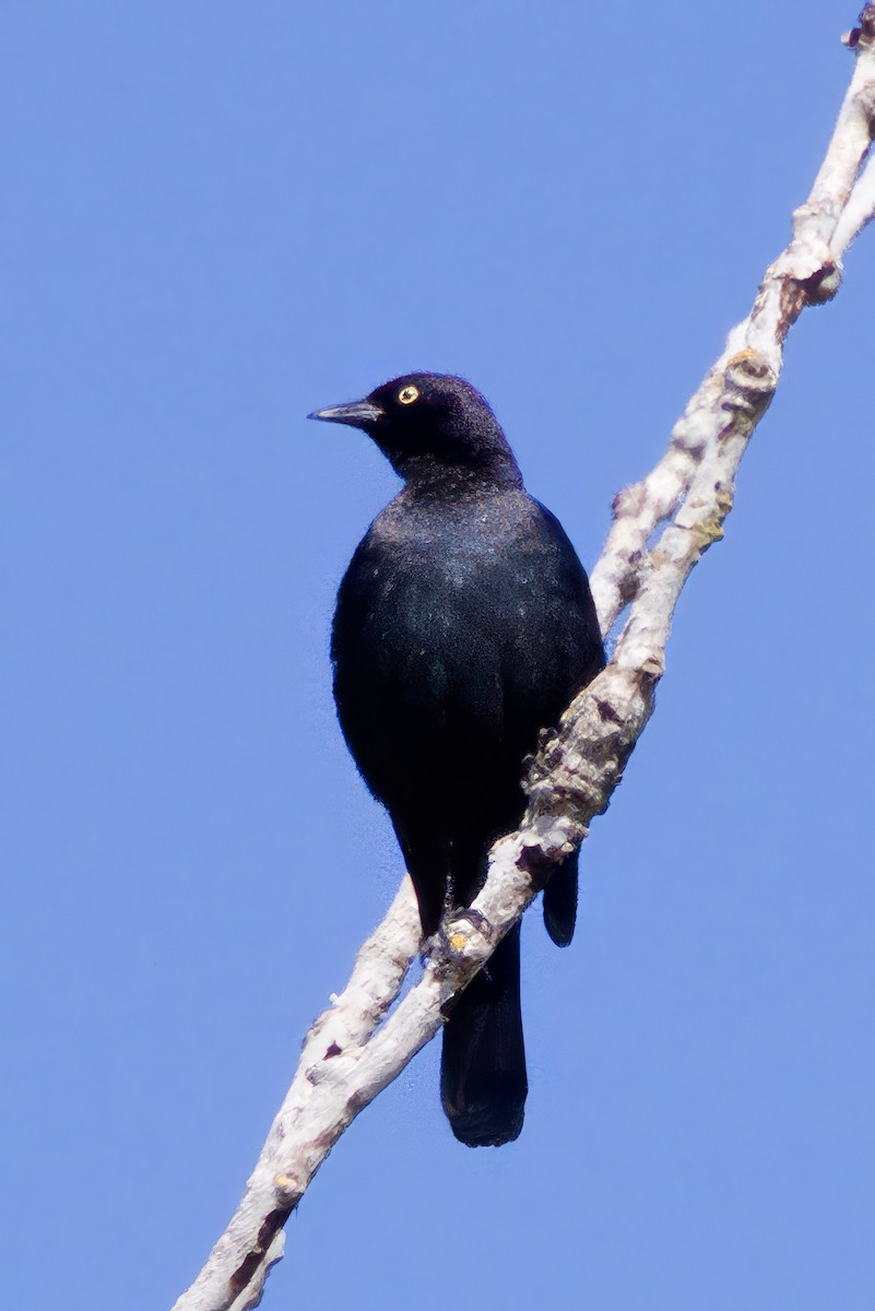 Brewer's Blackbird - ML641854089