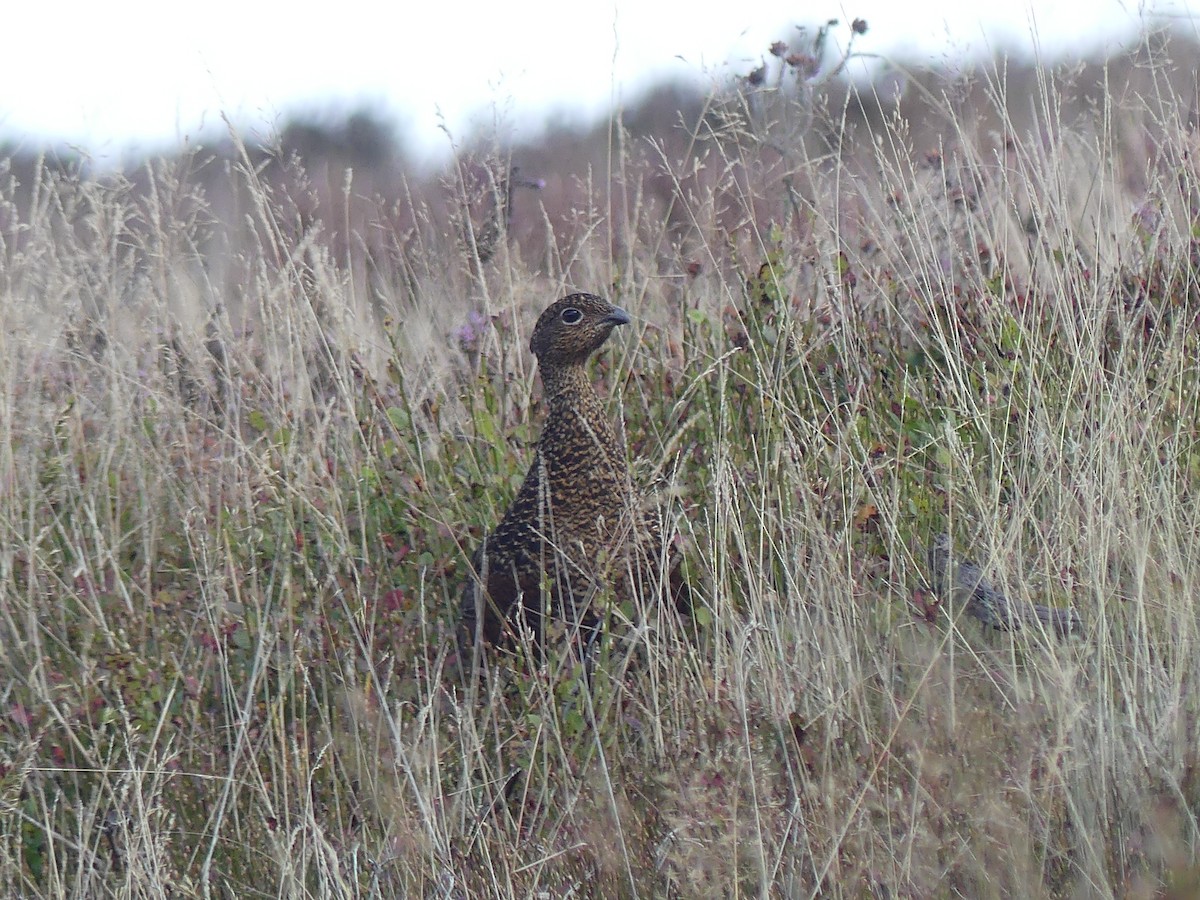 Willow Ptarmigan (Red Grouse) - ML641854093