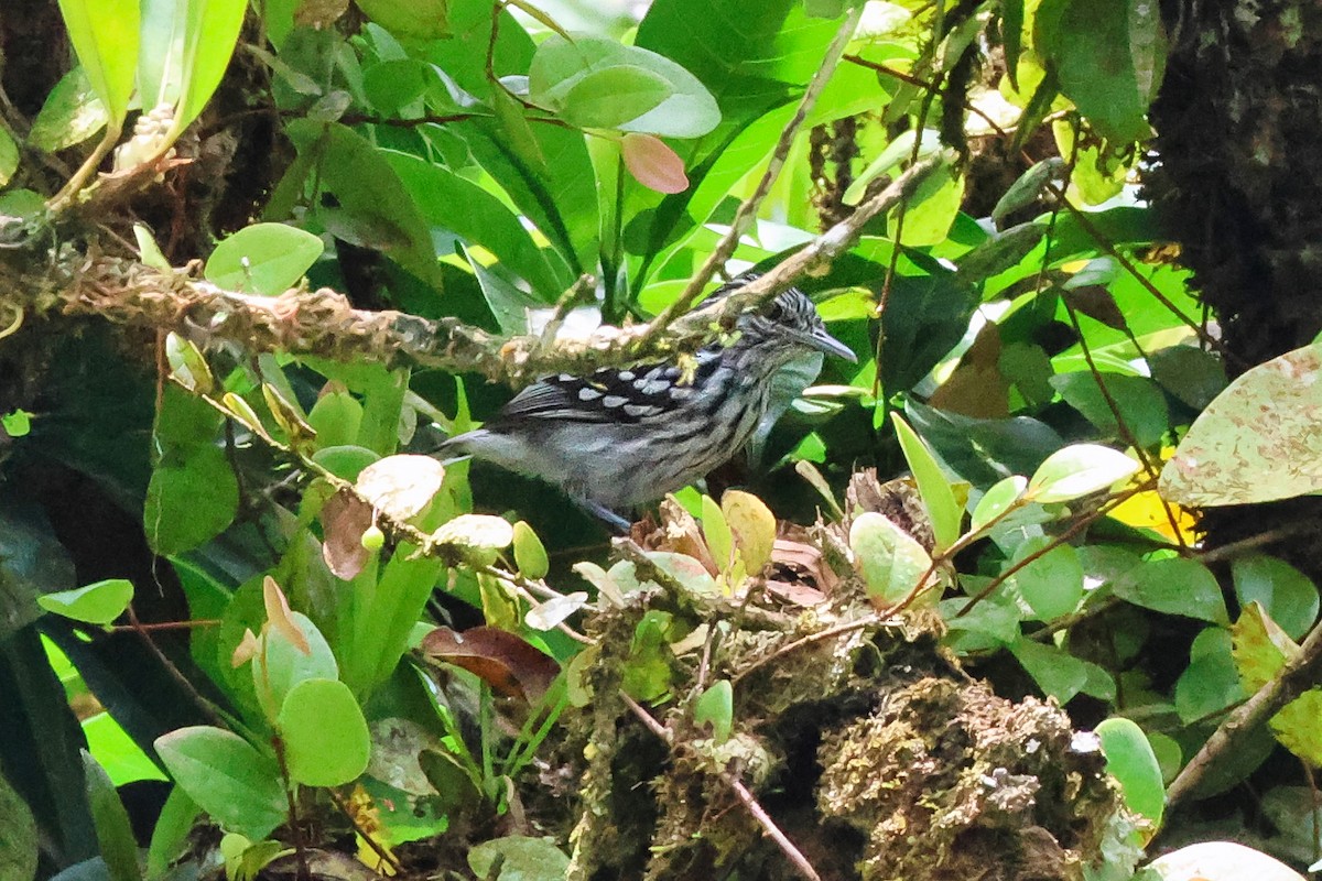 Pacific Antwren - ML641854096