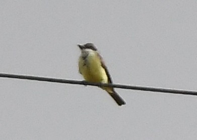 Thick-billed Kingbird - ML641854104