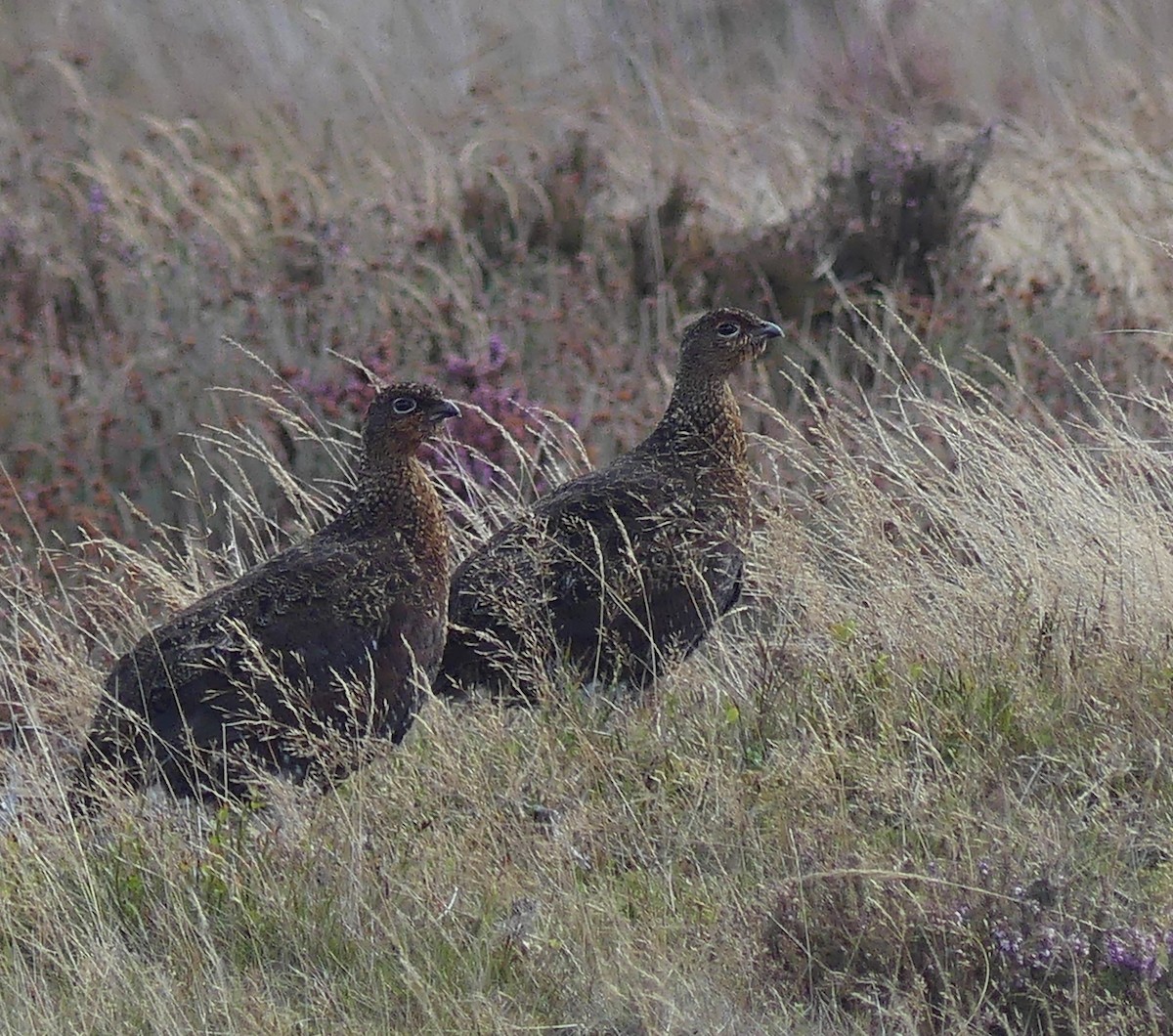 Willow Ptarmigan (Red Grouse) - ML641854105