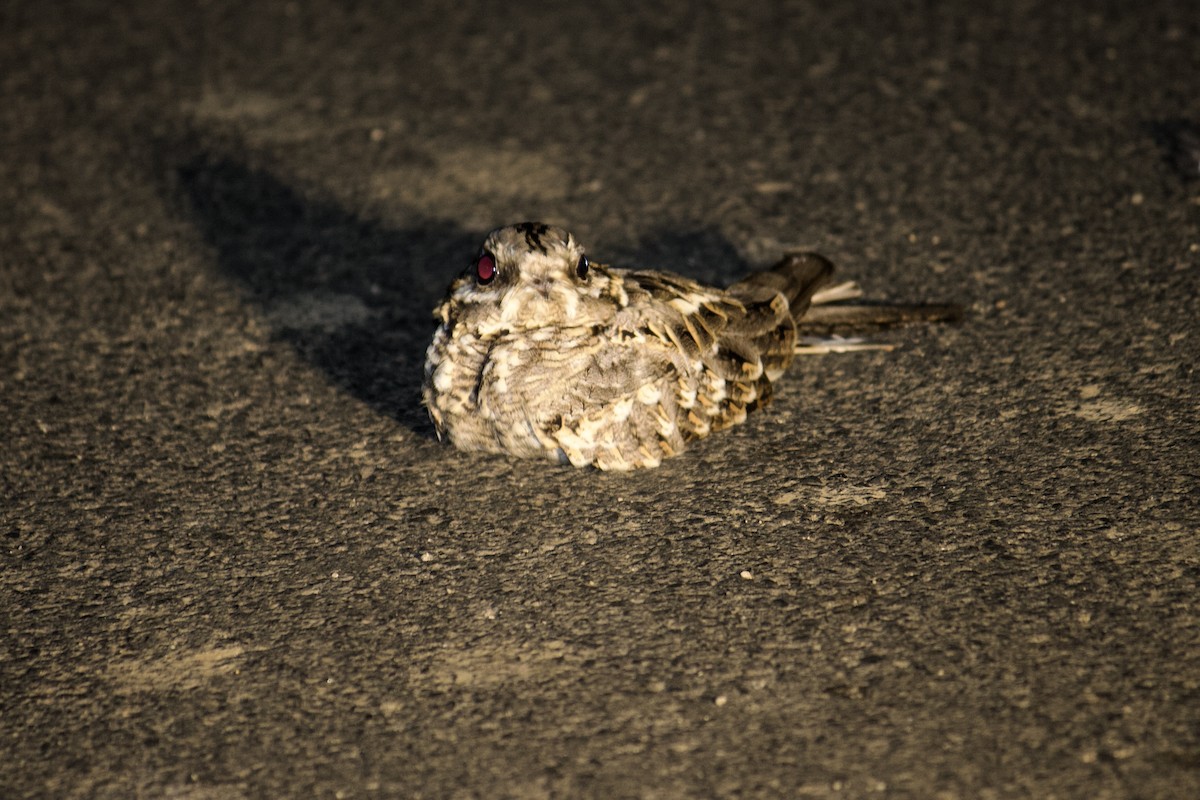 Indian Nightjar - ML641854107