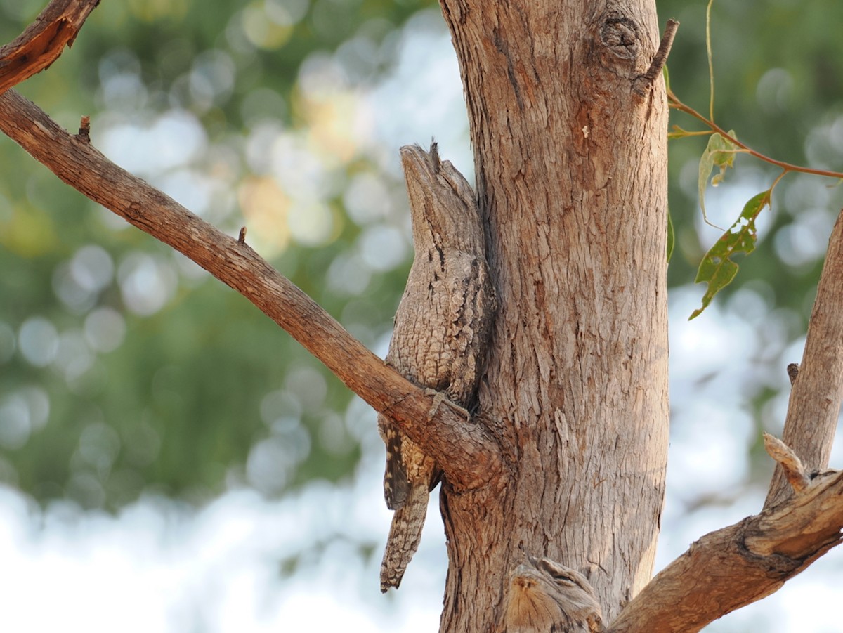 Tawny Frogmouth - ML641854113