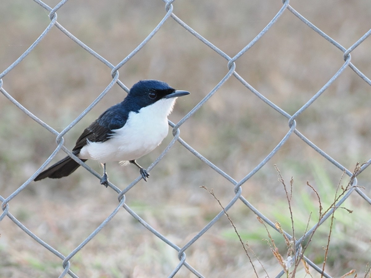 Paperbark Flycatcher - ML641854118