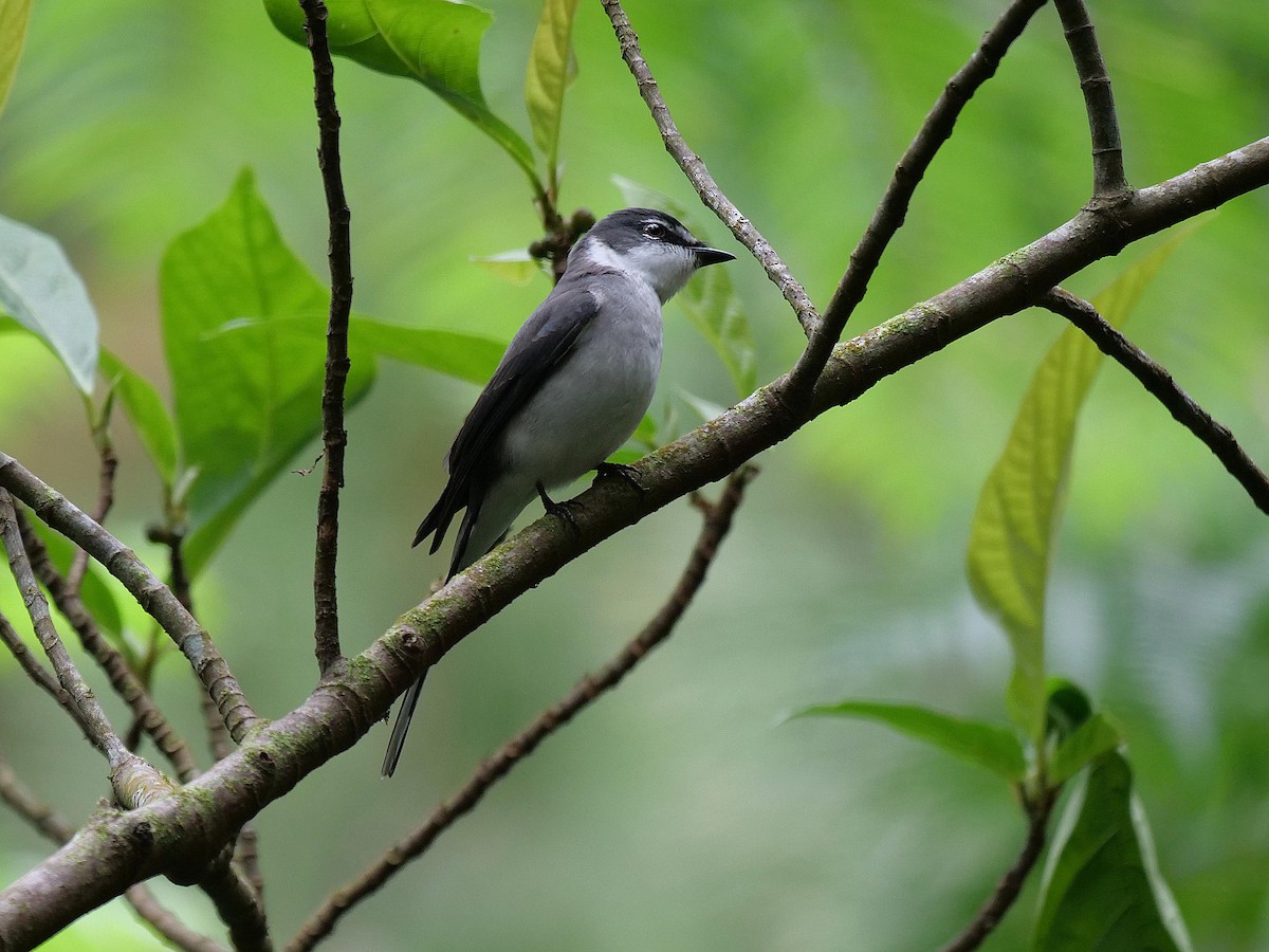Ryukyu Minivet - ML641854122
