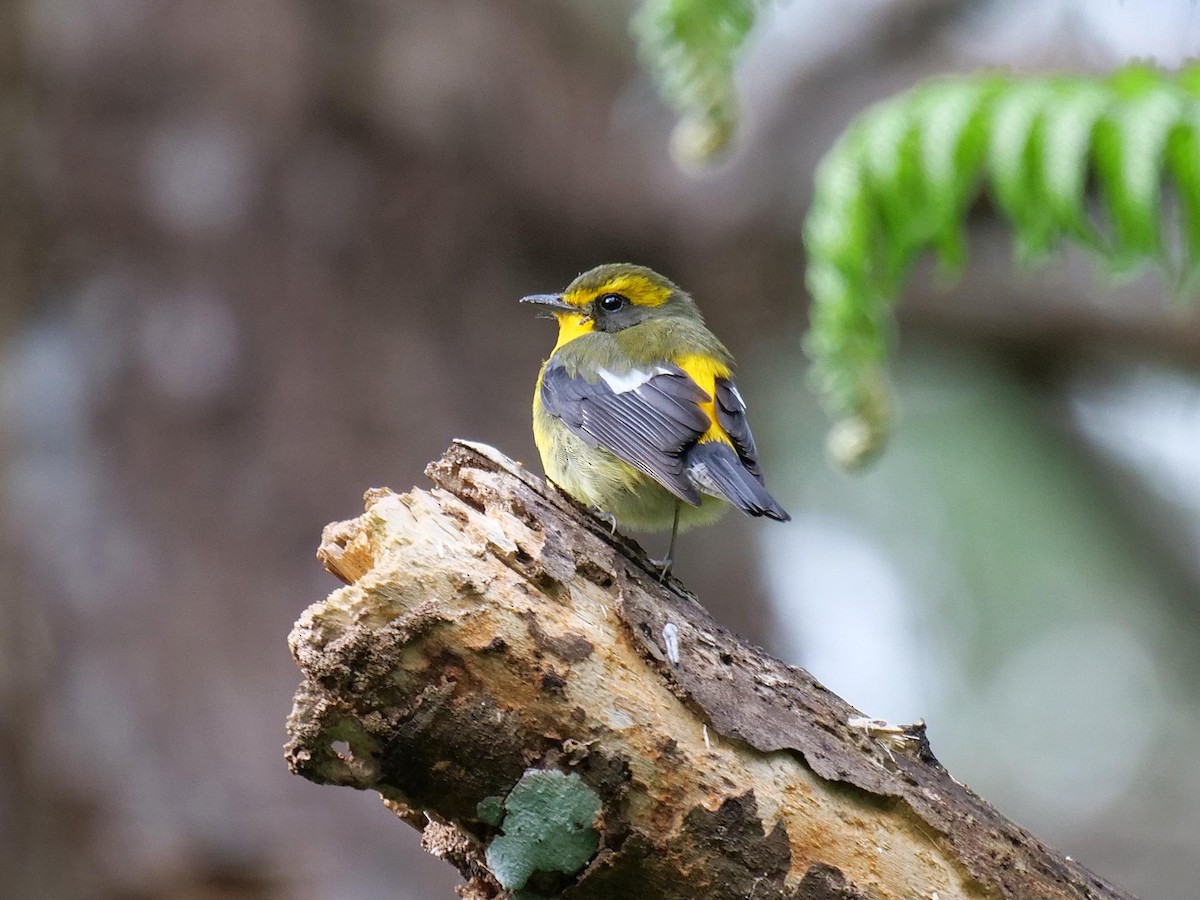 Ryukyu Flycatcher - ML641854131