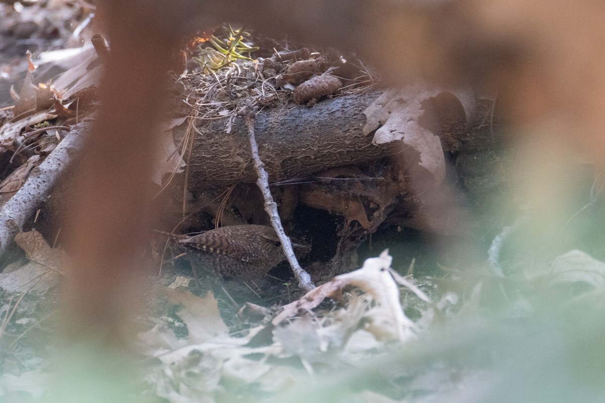 Troglodyte des forêts - ML641854133