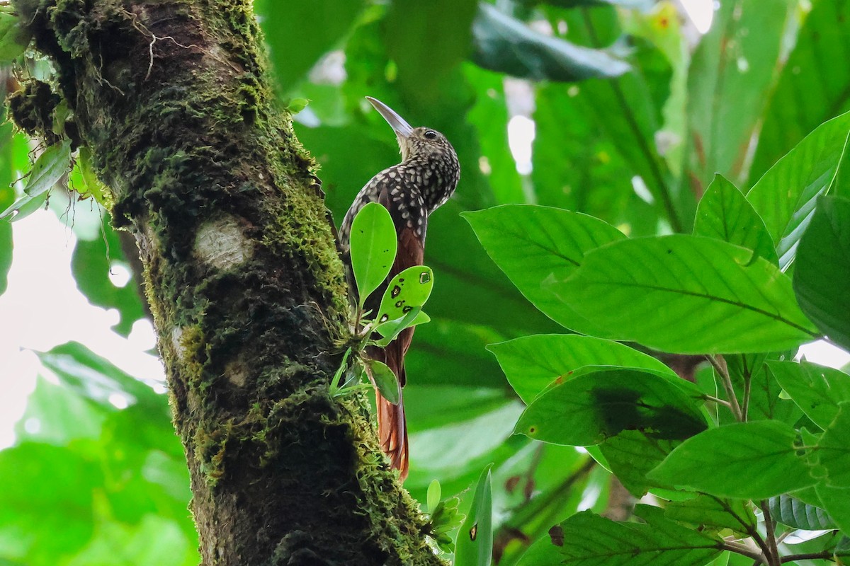 Black-striped Woodcreeper - ML641854141