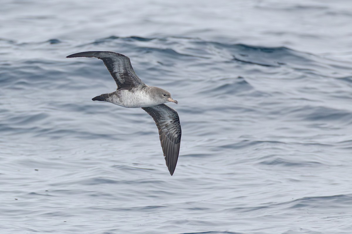 Pink-footed Shearwater - ML641854154