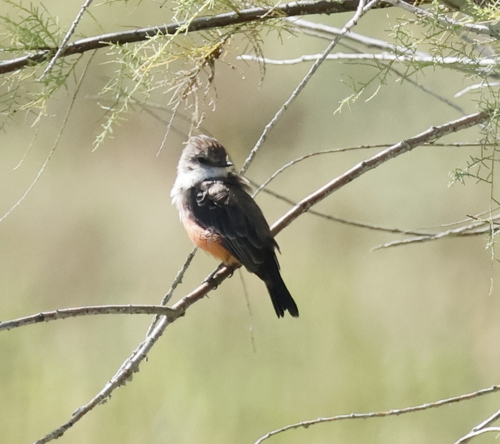 Vermilion Flycatcher - ML641854169