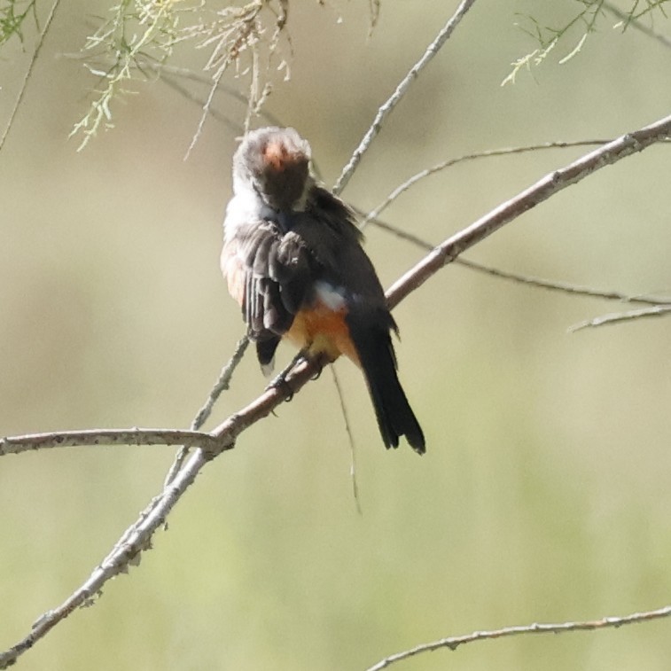 Vermilion Flycatcher - ML641854170