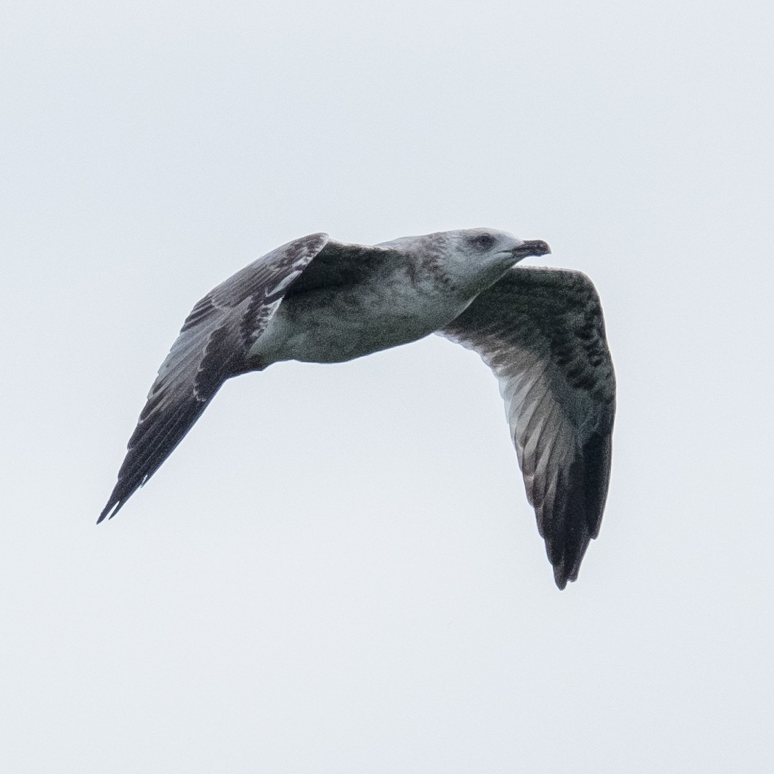 Caspian Gull - ML641854194