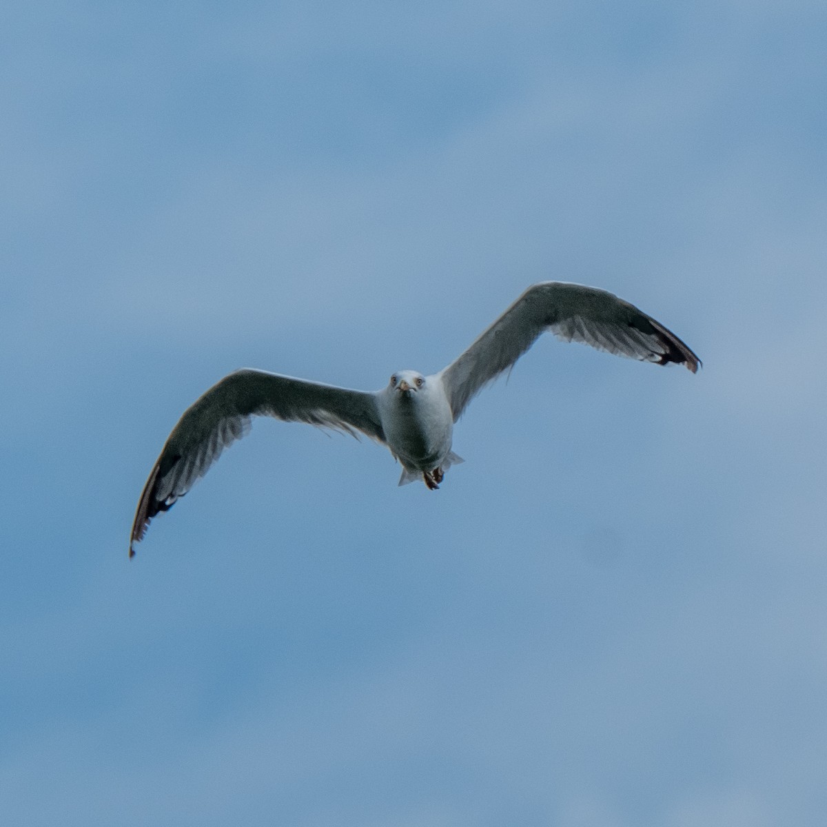 Caspian Gull - ML641854195