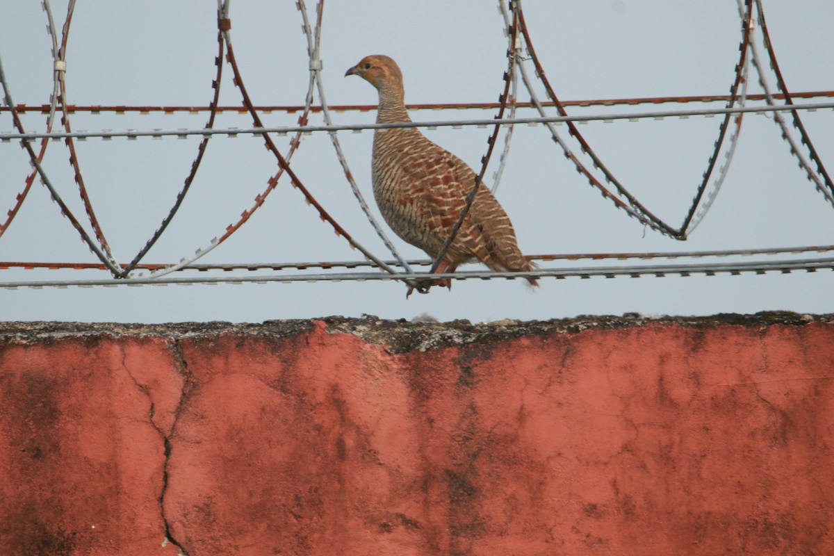 Gray Francolin - ML641854201
