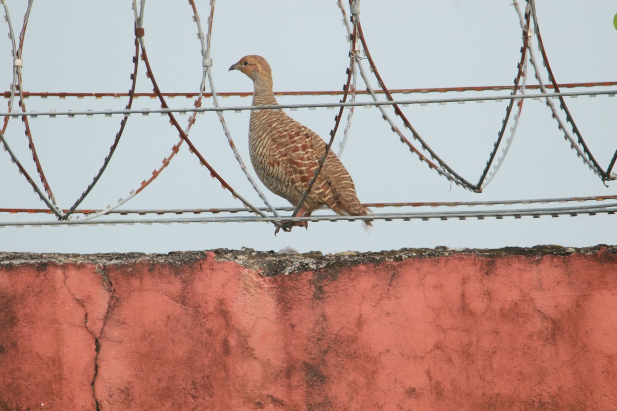 Gray Francolin - ML641854202