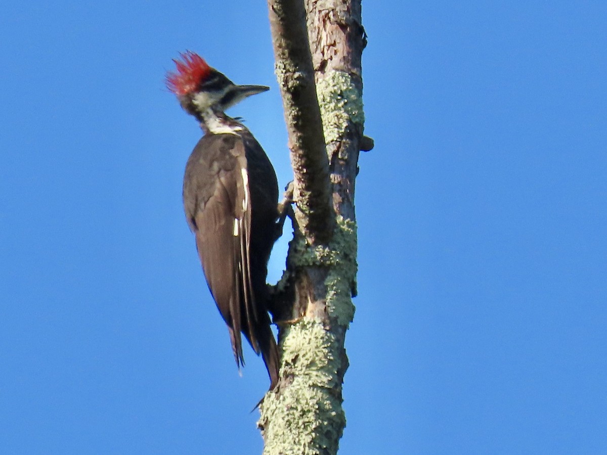 Pileated Woodpecker - ML641854205