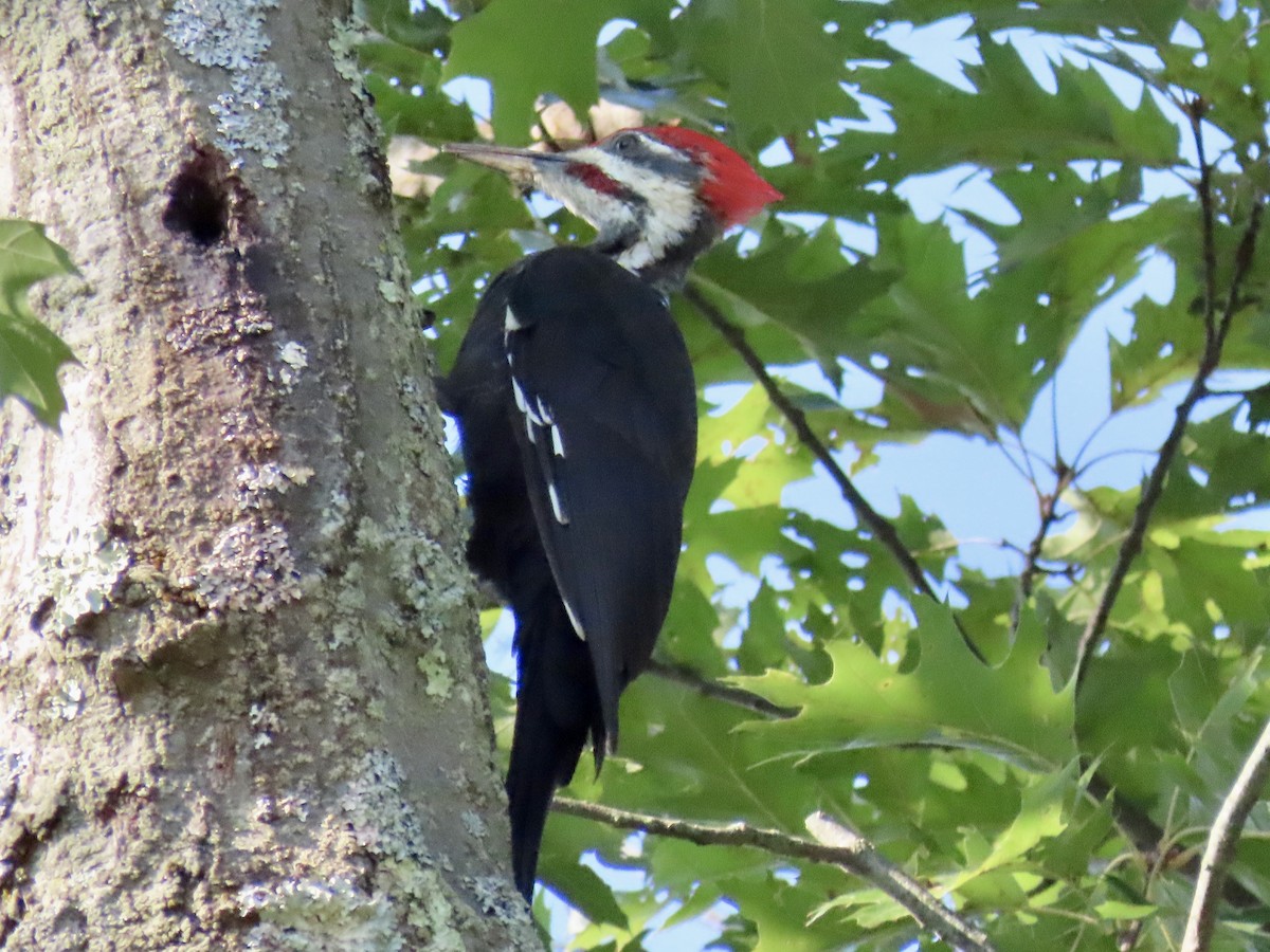 Pileated Woodpecker - ML641854206