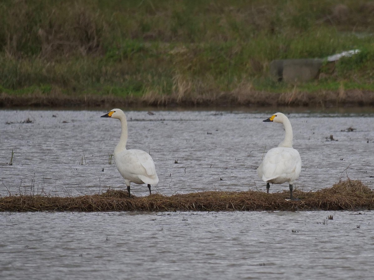 Cigno minore - ML641854214