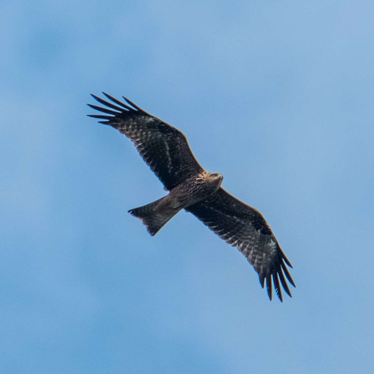 Black Kite - ML641854215