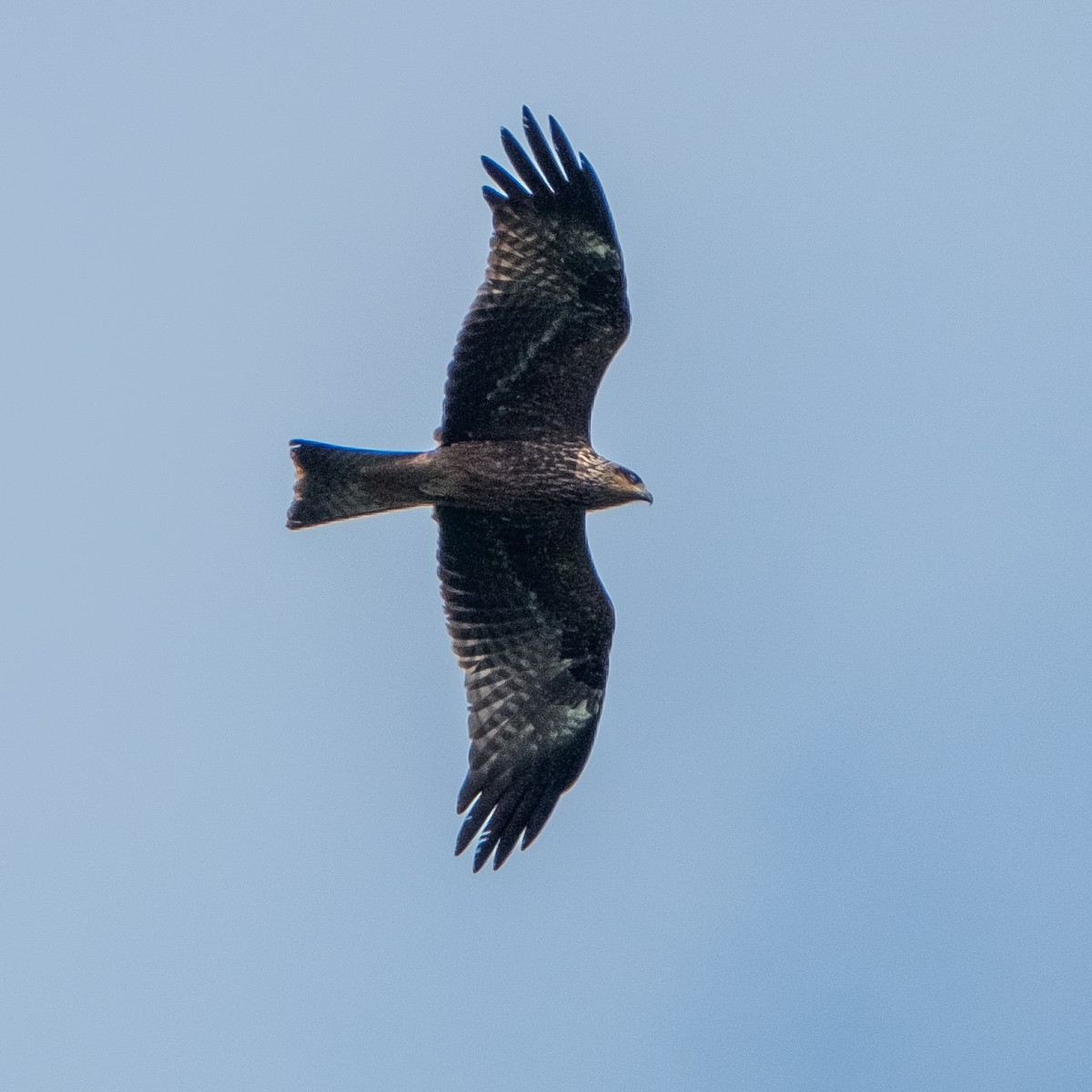 Black Kite - ML641854226