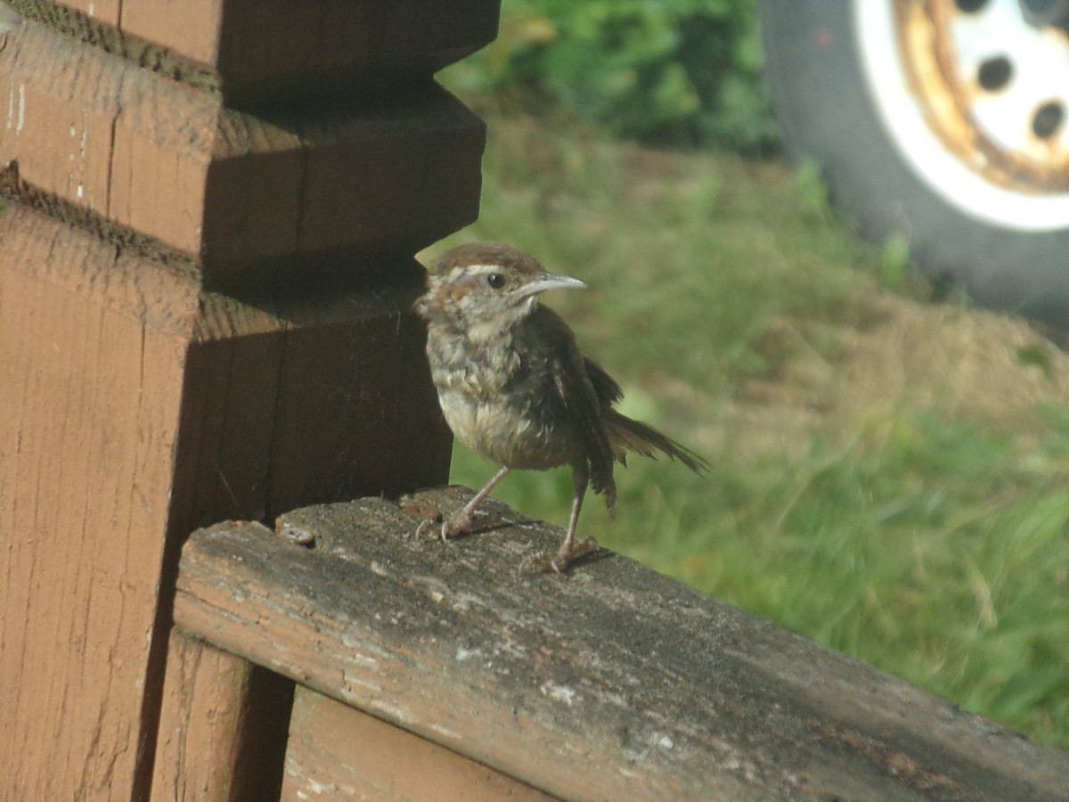 Carolina Wren - ML641854228