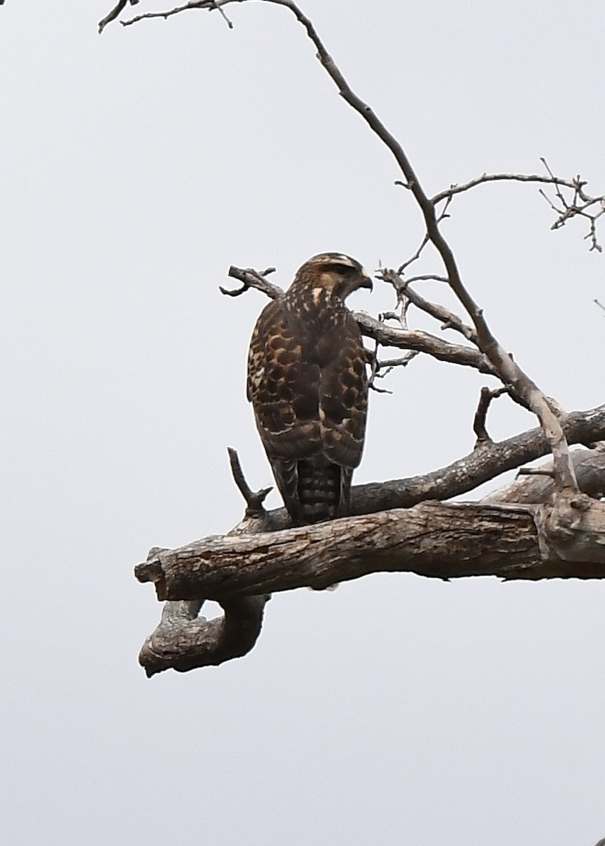 Gray Hawk - ML641854252