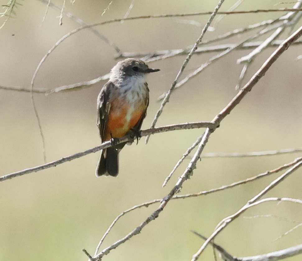 Vermilion Flycatcher - ML641854269