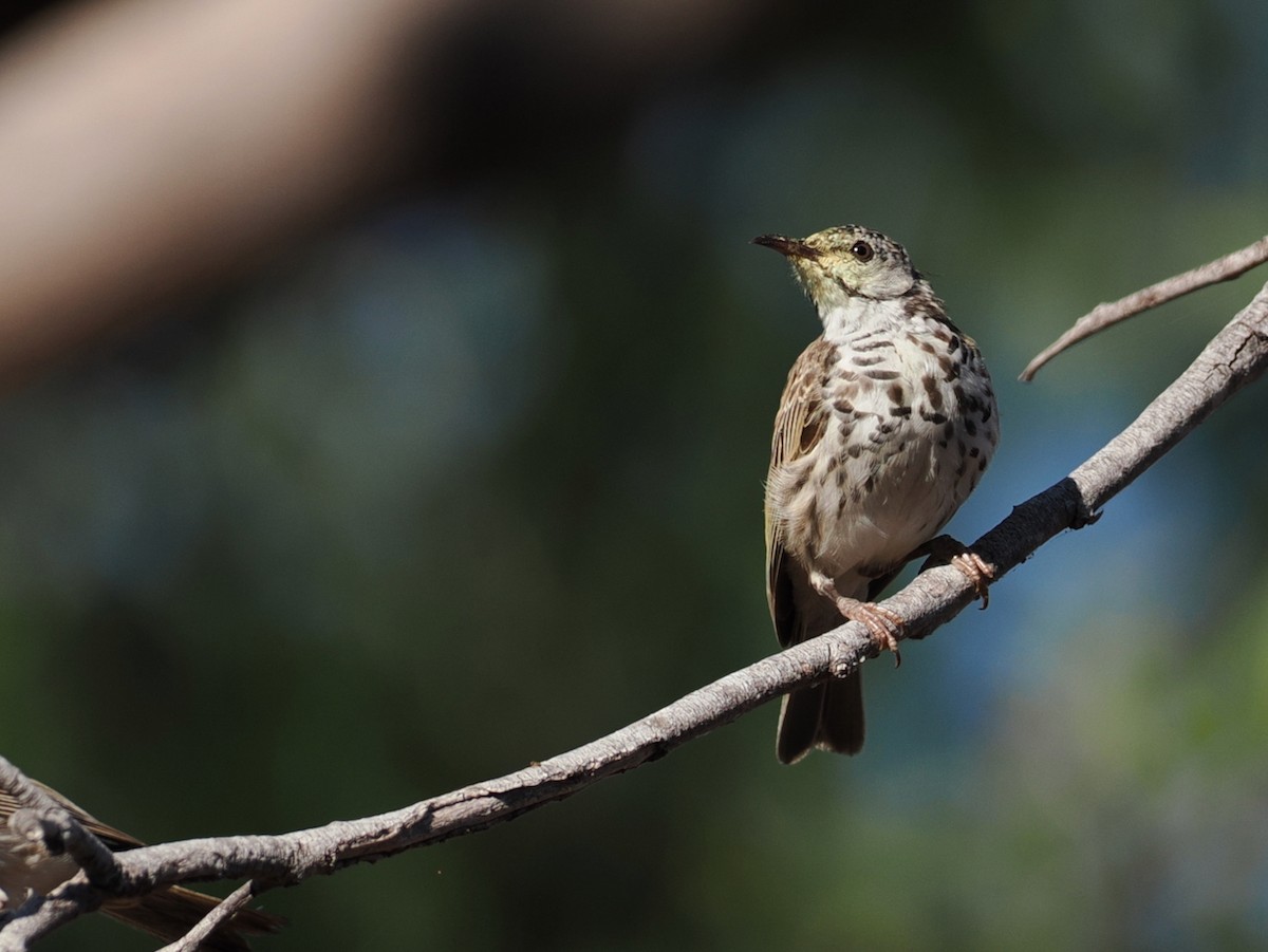 Bar-breasted Honeyeater - ML641854290