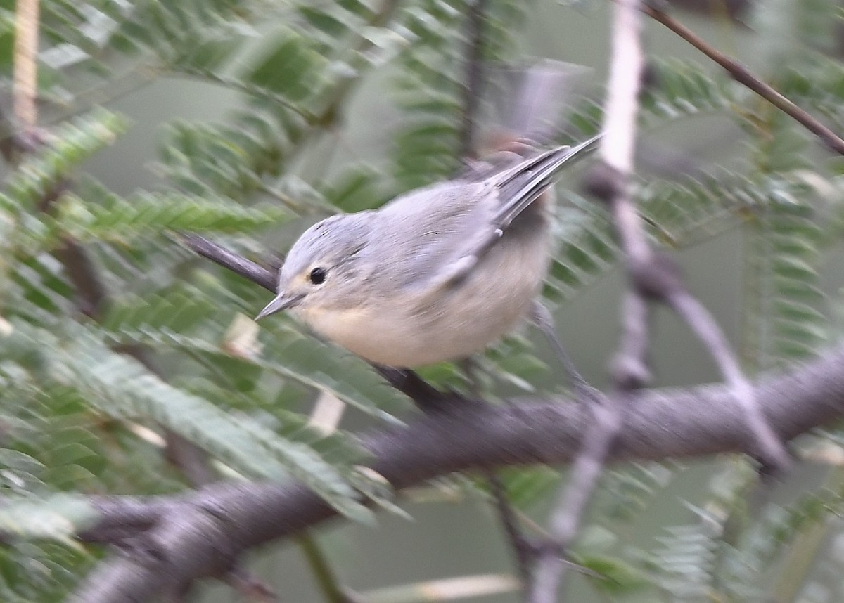 Lucy's Warbler - ML641854307