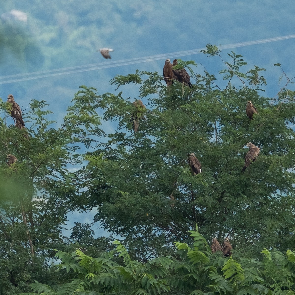 Black Kite - ML641854320