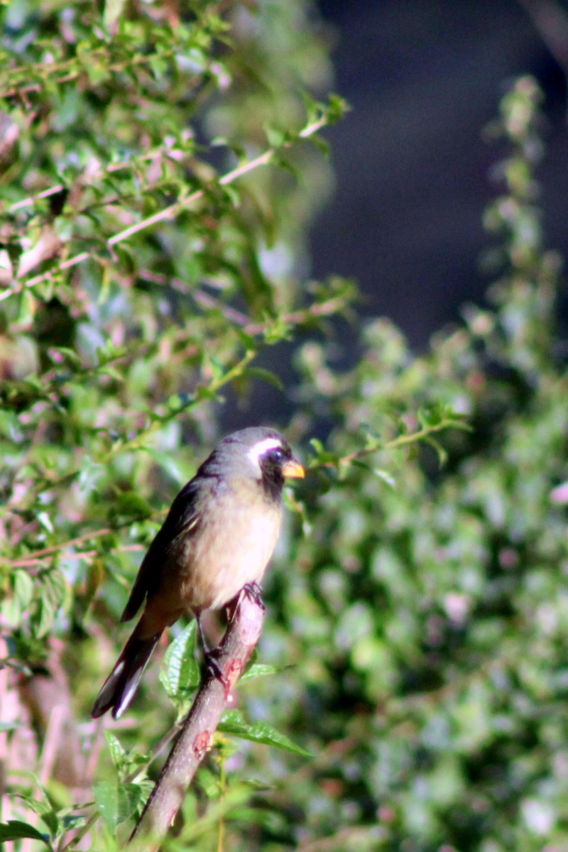 Golden-billed Saltator - ML641854327
