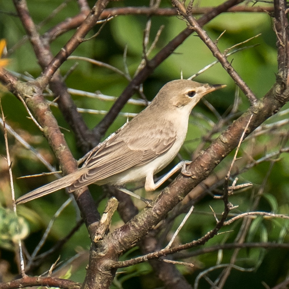 Eastern Olivaceous Warbler - ML641854380
