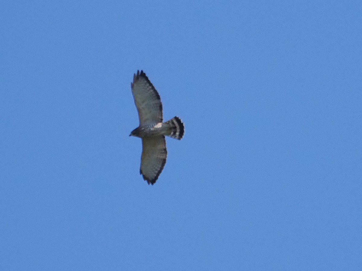 Broad-winged Hawk - ML641854431