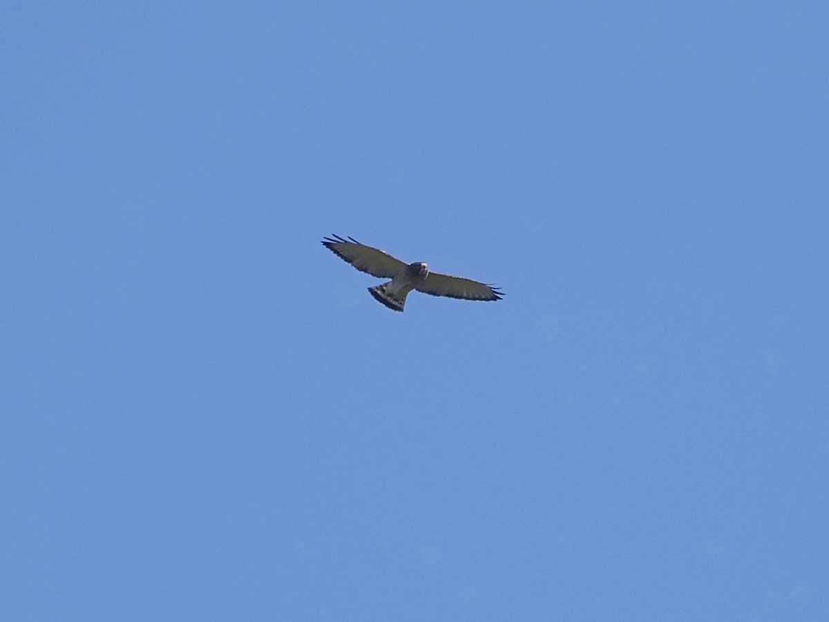 Broad-winged Hawk - ML641854432