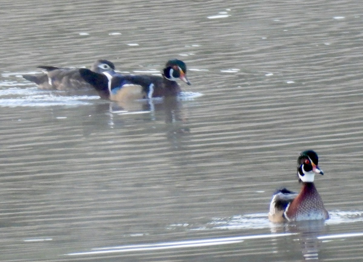 Wood Duck - ML641854435