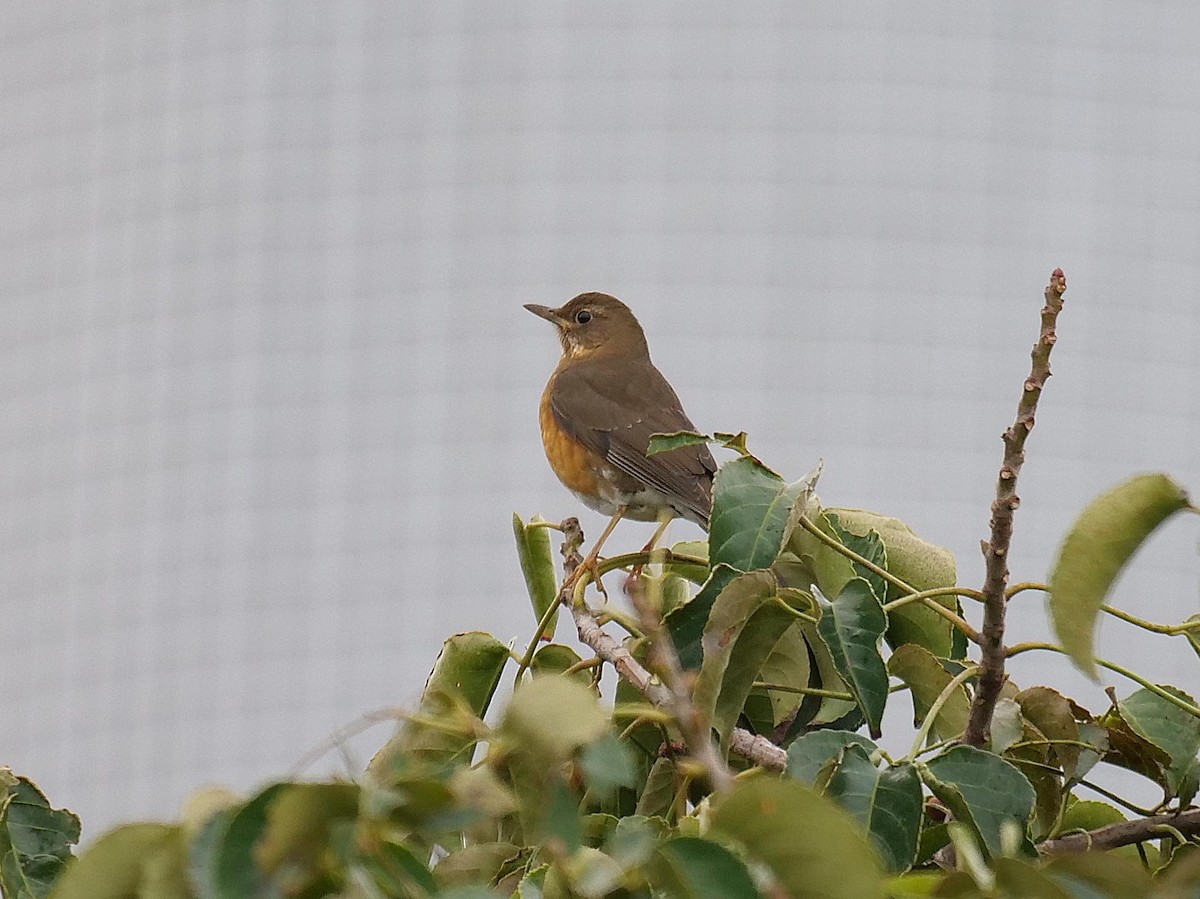 brunhodetrost - ML641854459