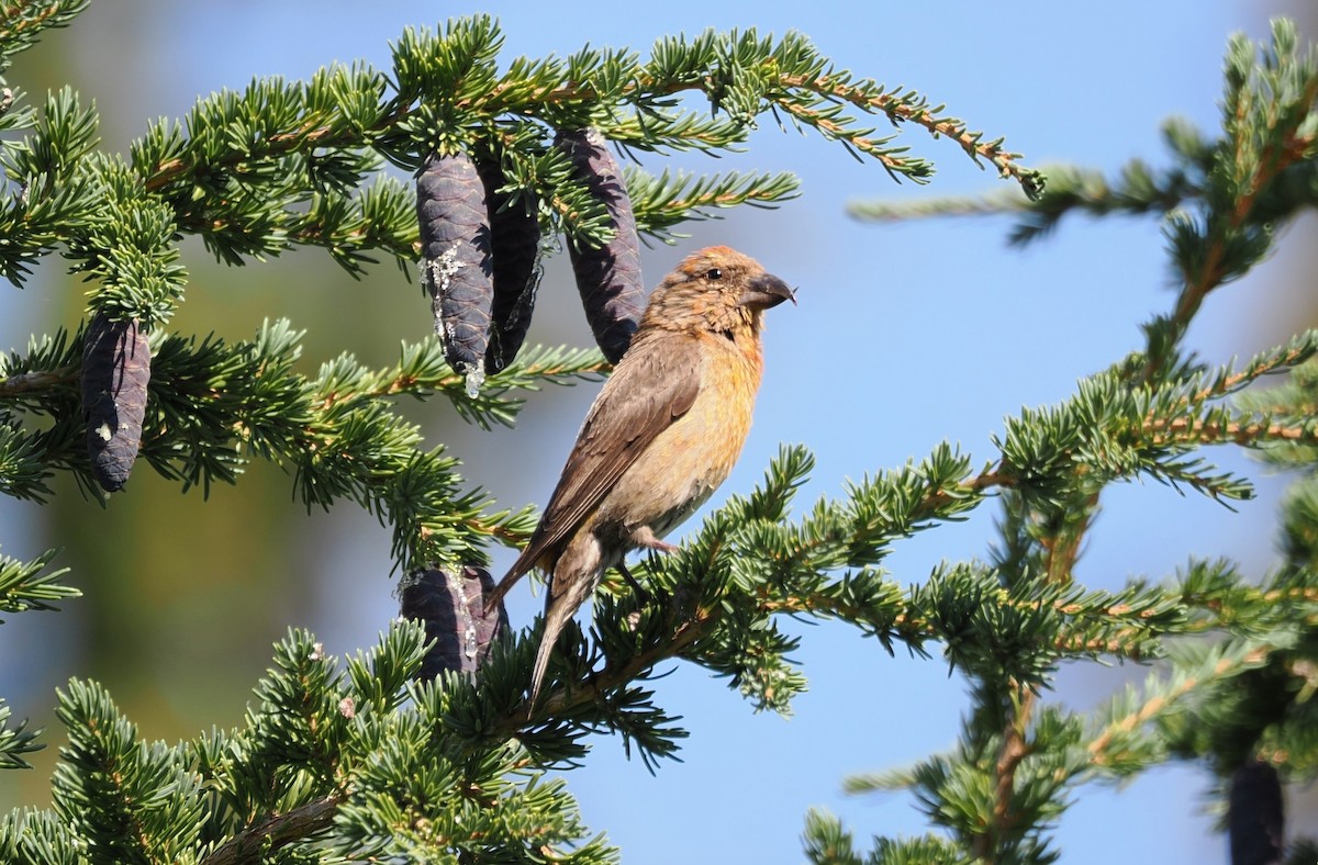 Red Crossbill - ML641854460